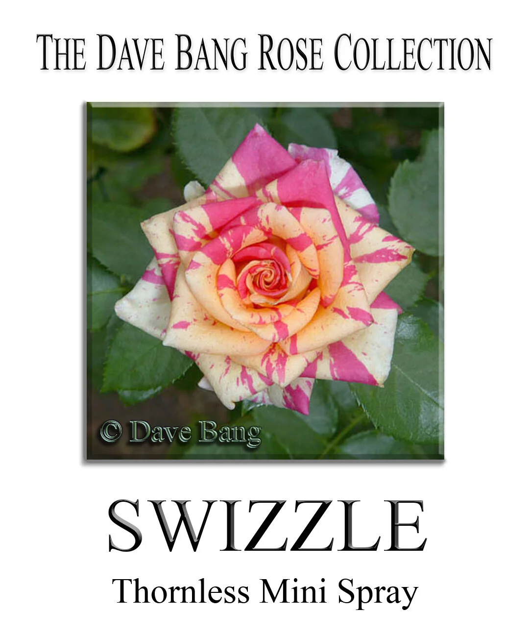 ★VISIONAIRE 40★ヴィジョネア★DAVID SIMS ROSES★ VISIONAIRE 40 ROSES DAVID SIMS